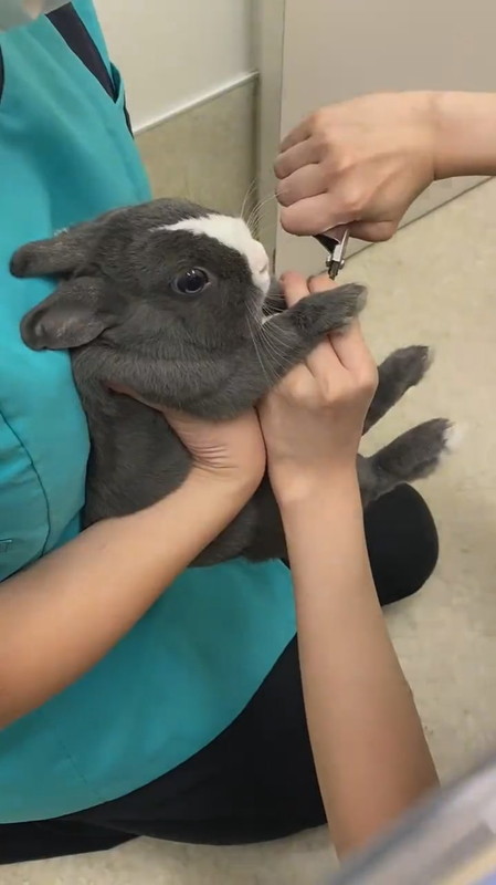 爪切りを頑張るウサギさん 怖くて足がプルプル けなげに耐える姿に がんばれ かわいすぎて反則 の声 ねとらぼ