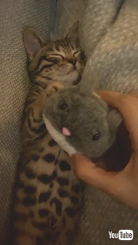 uKitty Loves Cuddling His Favorite Hamster Toy || ViralHogv