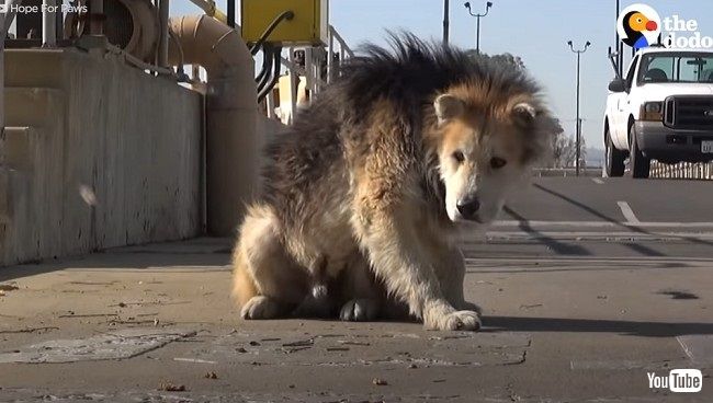 保護された野良の老犬 最初は怯えていたが 飼い主に子犬のように甘える姿に涙があふれる 1 2 ページ ねとらぼ