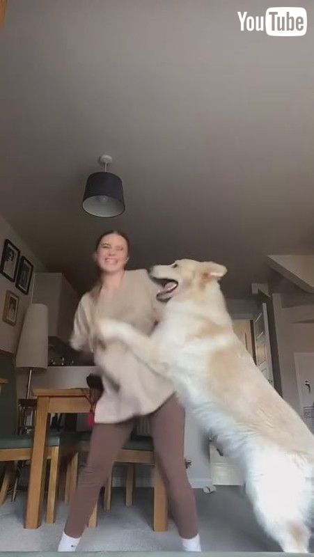 ダンス中の飼い主にでっかいワンコが突撃 転倒する姿に大型犬のじゃれつきの破壊力を知る 1 2 ページ ねとらぼ