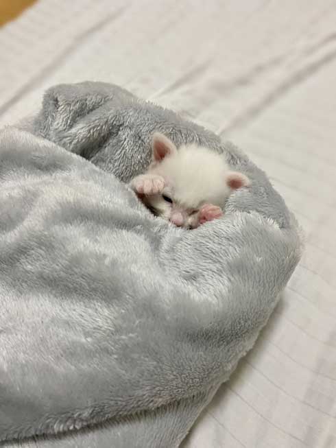 毛布 おくるみ 秒で寝た 赤ちゃん 子猫 寝顔 保護猫