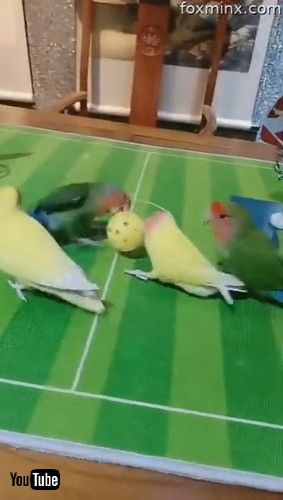 uSkilful Parrots Playing Ball Games Together || ViralHogv