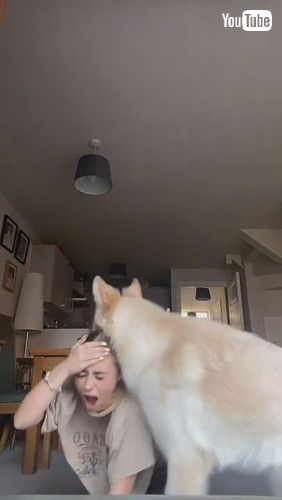 uDog Attacks Owner Playfully While She Tries to Film Her Dance - 1240936v