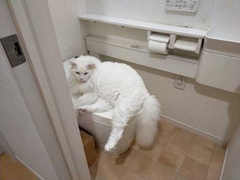 猫 トイレ 占領 メインクーン