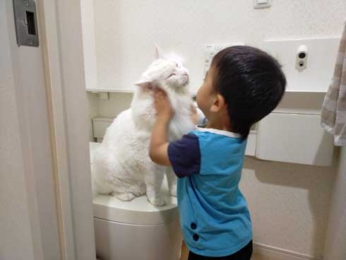 トイレを占拠する猫ちゃん Vs 3歳男の子 どかせずただ仲良くモフモフする光景にほのぼのが止まらない ねとらぼ