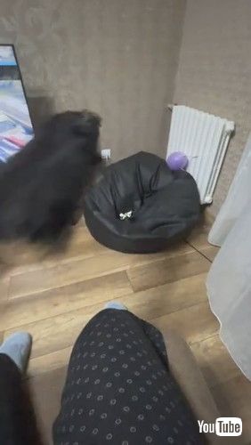 uYorkie Leaps Into Beanbag After Toy || ViralHogv
