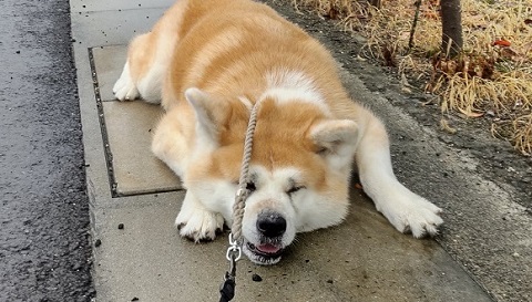 秋田犬とお散歩していたら そっちはイヤ 全力拒否する姿が困っちゃうけどかわいい ねとらぼ