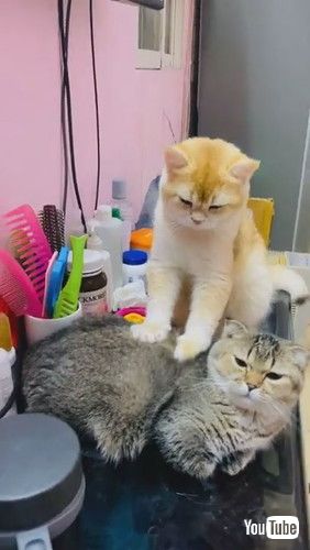 uGolden Cat Massages Friend || ViralHogv