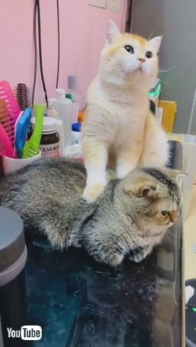 uGolden Cat Massages Friend || ViralHogv