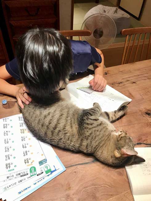 疲れたら 猫 吸う 子ども 勉強 宿題 猫吸い