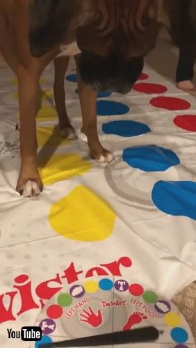 「Doggy Plays Twister by His Own Rules || ViralHog」
