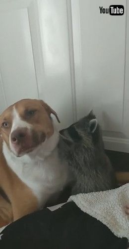 uRaccoon Cuddles Its Canine Friend || ViralHogv