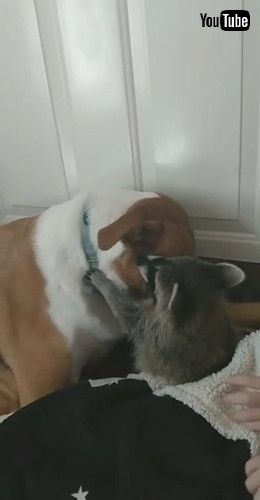 uRaccoon Cuddles Its Canine Friend || ViralHogv
