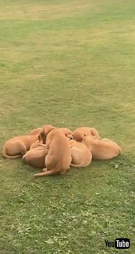 uPuppy Rushes To Join Cuddle Puddle || ViralHogv