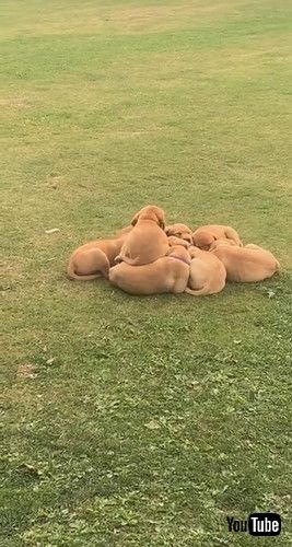 uPuppy Rushes To Join Cuddle Puddle || ViralHogv