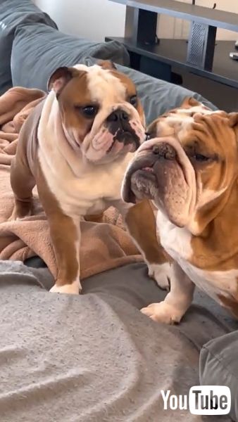 まるでお笑いコント ブルドッグのきょうだいゲンカが面白カワイイ 1 2 ページ ねとらぼ