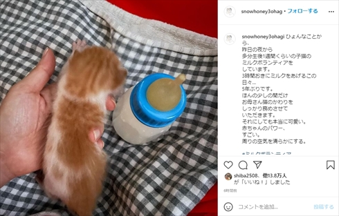 石田ゆり子 ミルクボランティアで子猫を預かる 3時間おきの 授乳姿 に 尊敬します 素晴らしい と称賛の声 1 2 ページ ねとらぼ