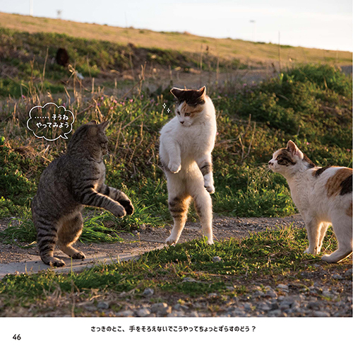 猫ちゃんたちが歌って踊る 人間のように軽やかに動く猫たちの写真集 おどるネコうたうネコ が面白かわいい ねとらぼ