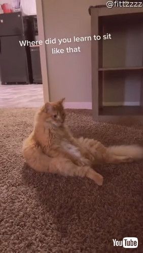 uBaby Copies Kitty to Sit Comfortably || ViralHogv