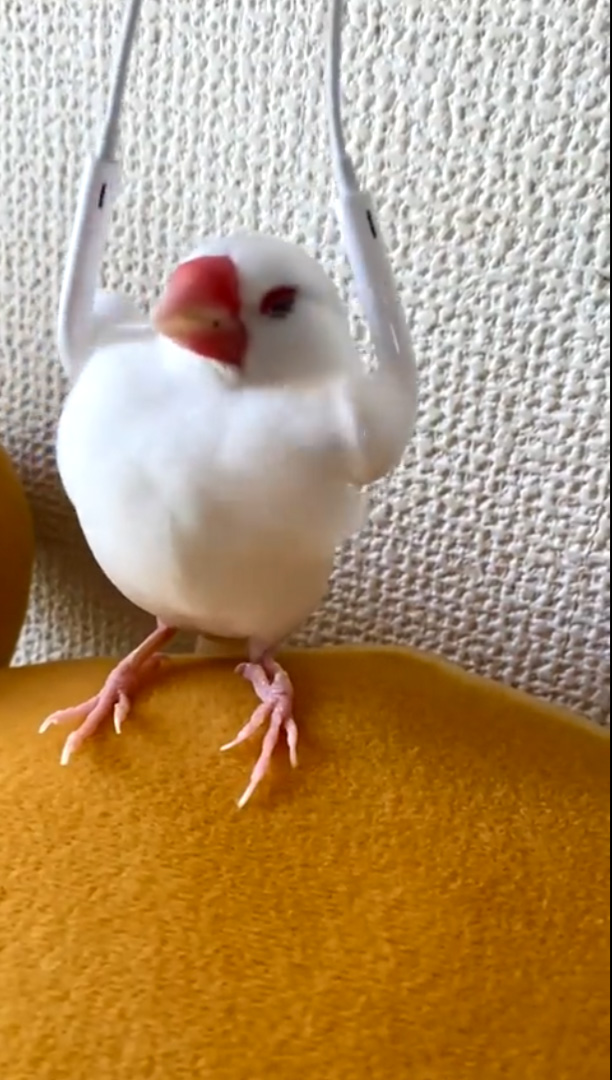 白文鳥さんが白いイヤフォンでマッサージされると 筋肉モリモリに見える姿に驚愕と困惑の声が集まる 1 2 ページ ねとらぼ