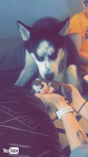 「Siberian Husky Nervously Meets His New Puppy || ViralHog」
