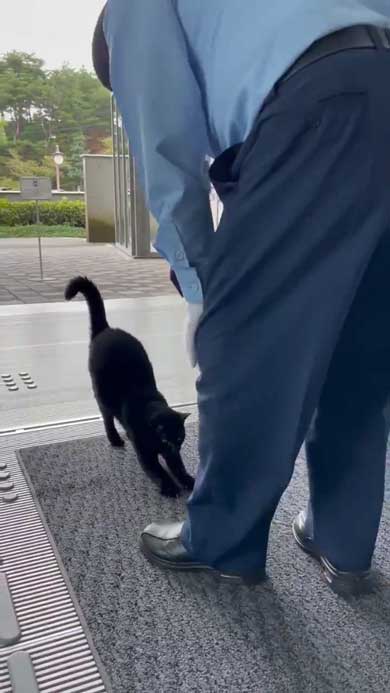 尾道市立美術館 警備員 猫 ケンちゃん 侵入 攻防
