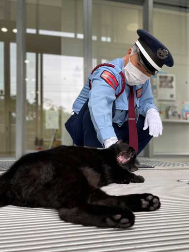 尾道市立美術館 警備員 猫 ケンちゃん 侵入 攻防