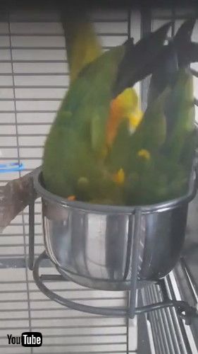 uOwner Thinks Parrot is Dead While She Sleeps Upside Down in Container - 1210090v