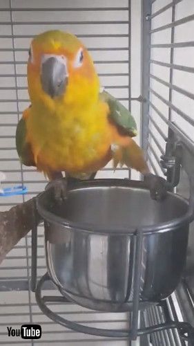 uOwner Thinks Parrot is Dead While She Sleeps Upside Down in Container - 1210090v