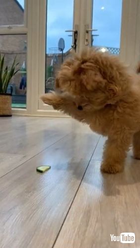 Playing with Cucumber