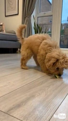 Playing with Cucumber
