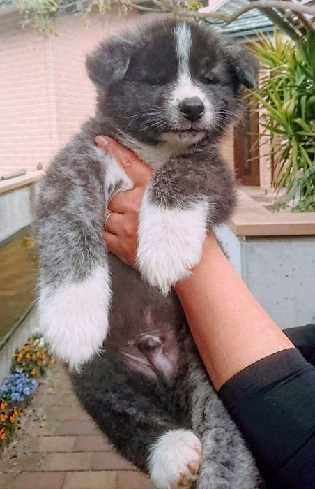 秋田犬のたった1年のビフォーアフターに驚愕 度肝を抜かれるほどでかモフになった姿に コラかと思った ねとらぼ