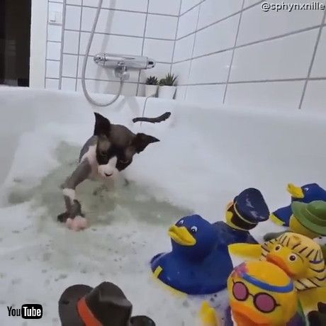 uSphynx Cat Plays in Bath with Rubber Duckies || ViralHogv