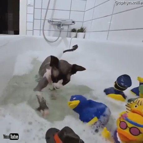 uSphynx Cat Plays in Bath with Rubber Duckies || ViralHogv