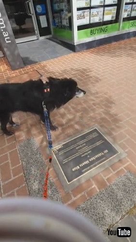 uStatue Makes Dog Suspicious || ViralHogv