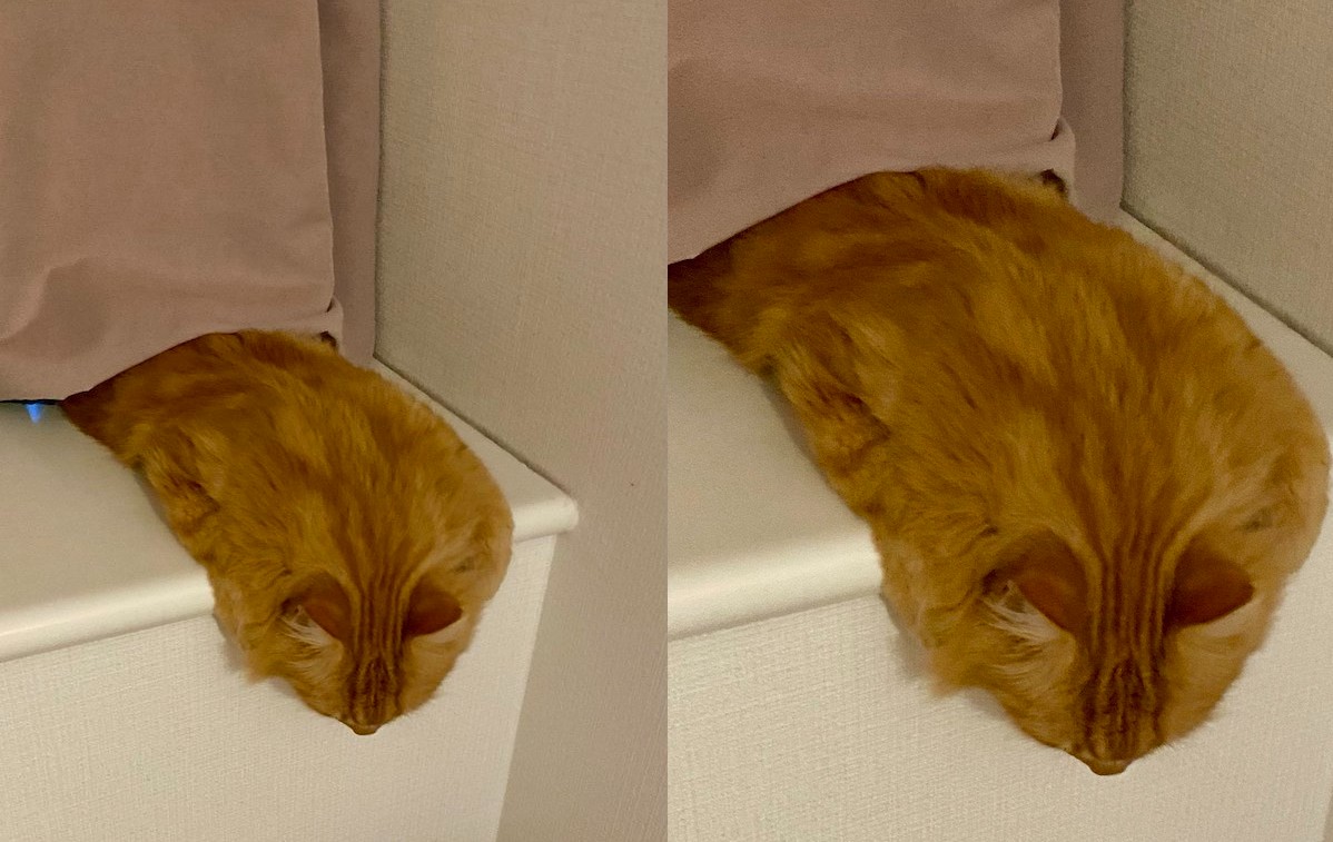 おっ ダリの猫 垂直にとろける猫がまるでダリの絵画のようで やはり猫は液体 とけてる の声集まる ねとらぼ