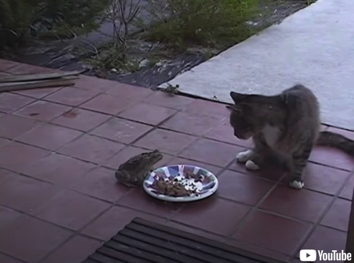 猫のゴハンを強奪しようと迫るカエル まさかの結末に 猫とカエルの謎のバトルから目が離せない 1 2 ページ ねとらぼ