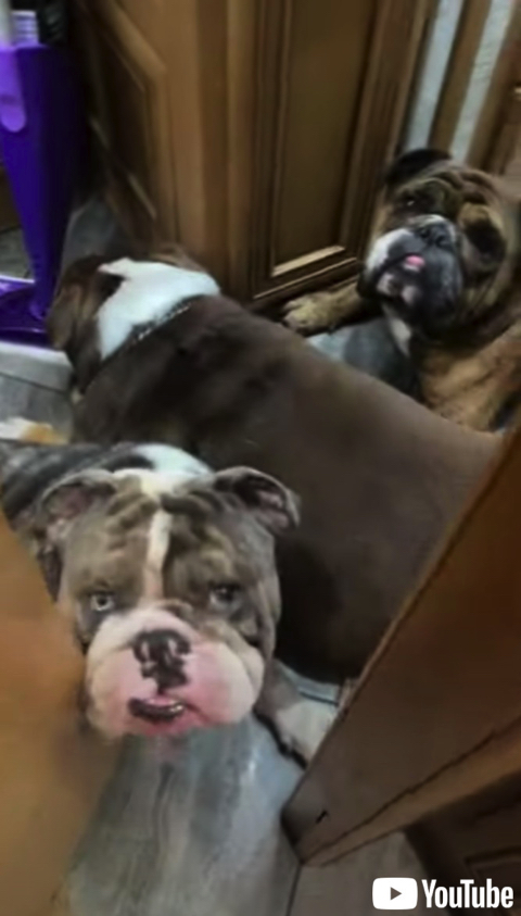 シャワーを終えた飼い主がドアを開けると 6匹のブルドッグがお待ちかね 無表情なワンコたちの圧が強くてかわいい 1 2 ページ ねとらぼ