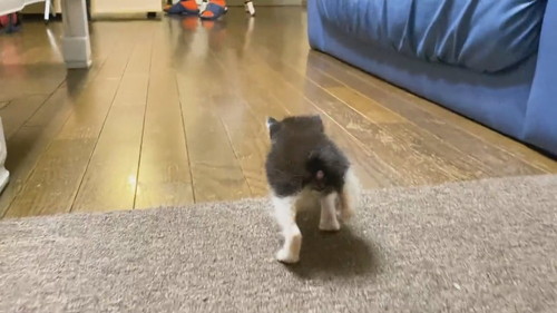 走り出した赤ちゃん猫 後ろ足の使い方に混乱して ウサギみたいにピョンピョンはねる姿がもん絶かわいい ねとらぼ