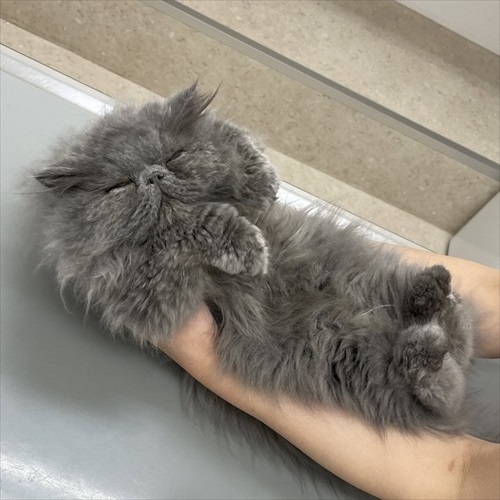 診察台で眠る猫ちゃん