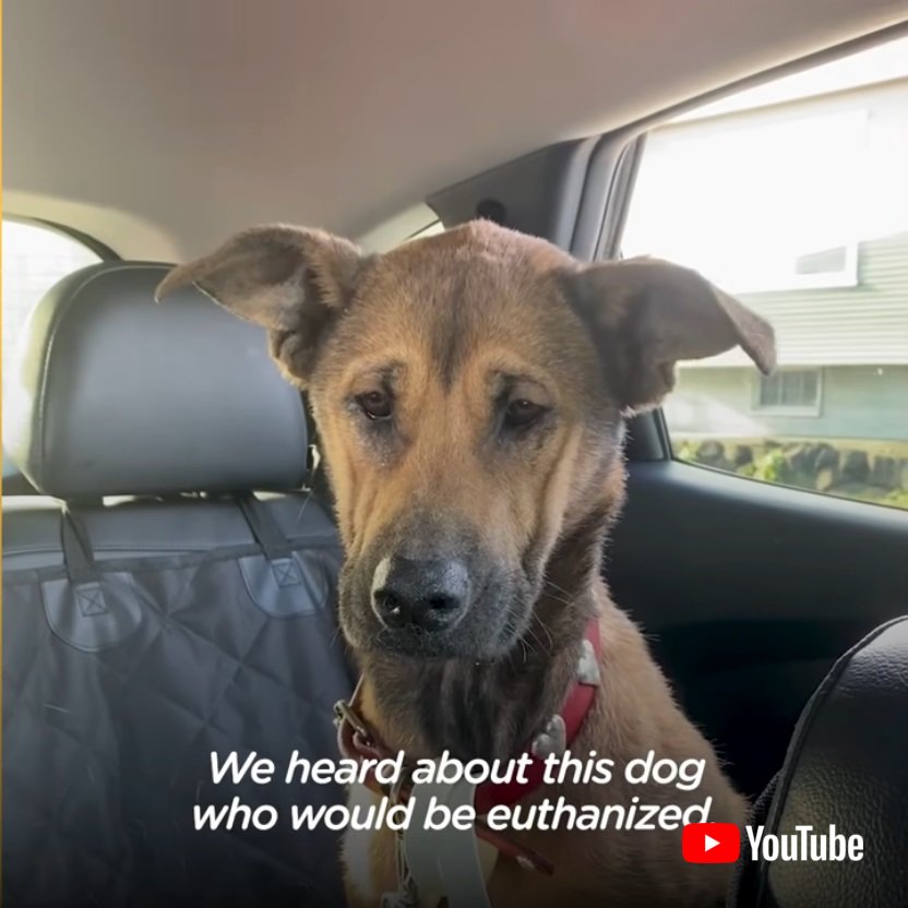 殺処分待ちの犬を保護 心を開かず決して目を合わせなかったが なでて と甘えるようになった姿に涙 1 2 ページ ねとらぼ 殺処分待ちの犬を保護 心を開かず決して目を合わせなかったが なでて と甘えるようになった姿に涙 1 2 ページ ねとらぼ