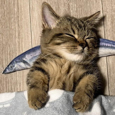 子猫がお布団をかぶってサンマの枕ですやぁ ぐっすり無防備に眠る姿が癒やしにあふれている ねとらぼ