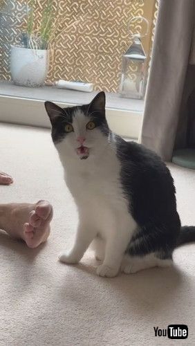 「Cat Makes Shocked Face After Smelling Owner's Feet - 1248707」
