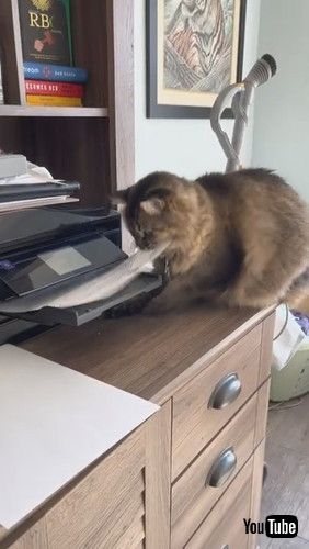 uPrinting Paper Keeps Kitty Occupied || ViralHogv
