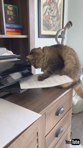 uPrinting Paper Keeps Kitty Occupied || ViralHogv