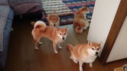 だるまさんが転んだをしている訳ではありません 全然動かない柴犬一家のカメラ目線に思わず笑ってしまう ねとらぼ