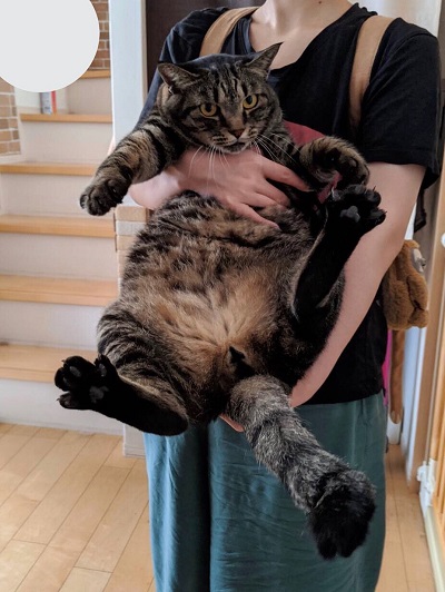7キロの猫