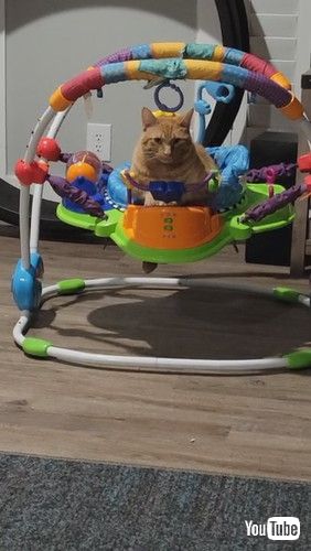 「Cat Curls Up in Baby Bouncer || ViralHog」