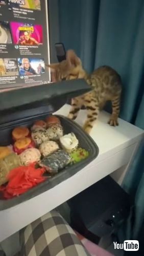 Wants a Taste of Sushi