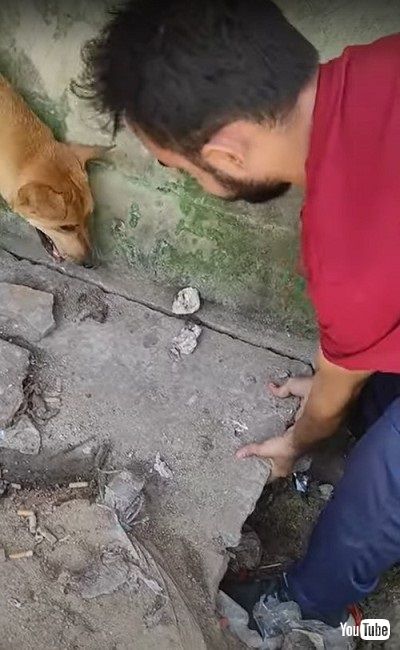 救助される子犬を見守る母犬